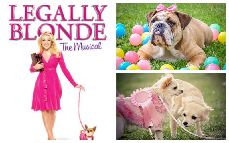 Is your pet pooch fit for the stage? This could be their big break!