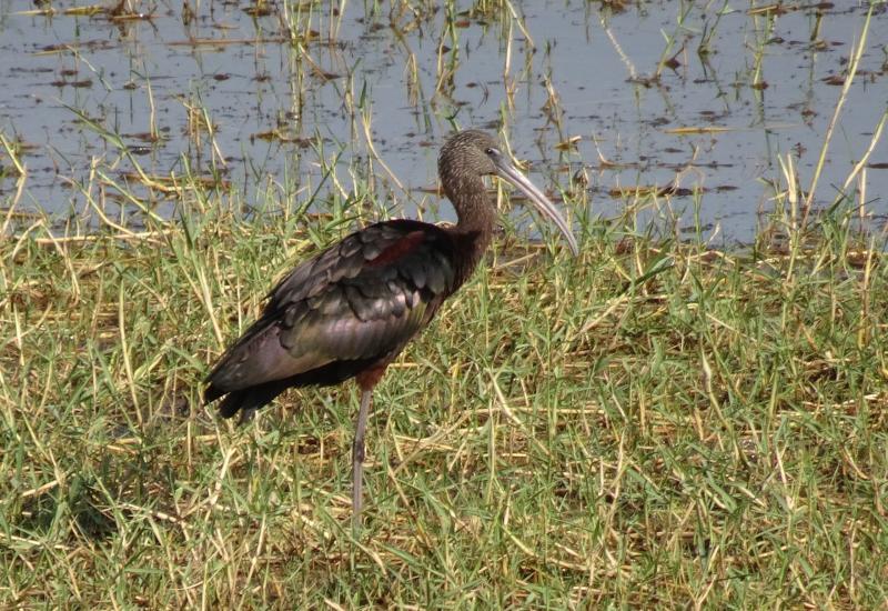 Rare bird trades Africa for Offaly bogs