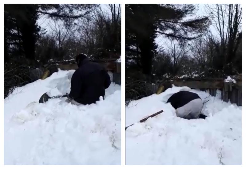 WATCH: Dramatic footage of farmer digging for sheep buried by snow drift in Offaly