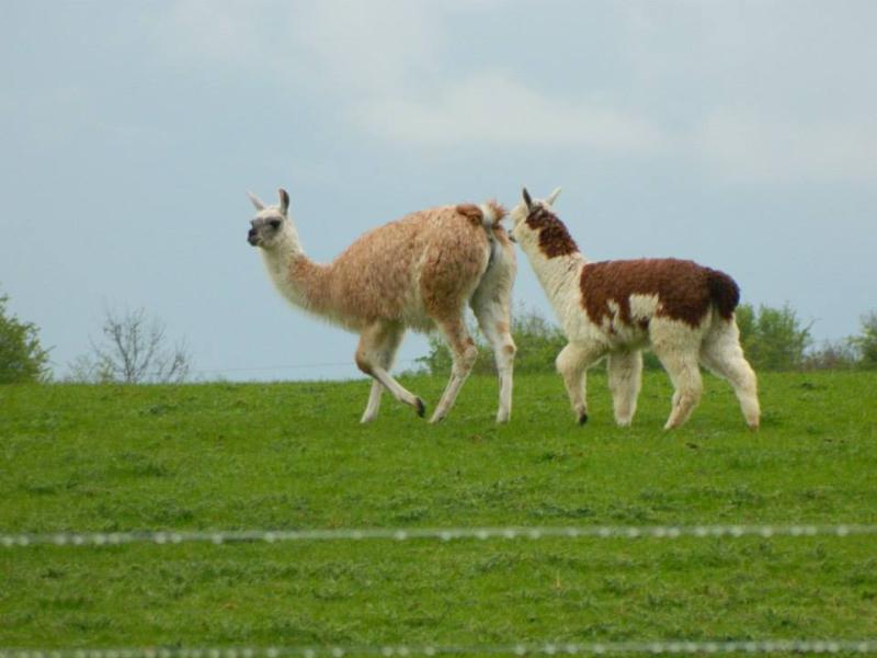 Popular Offaly attraction 'forced to close' due to rising insurance 