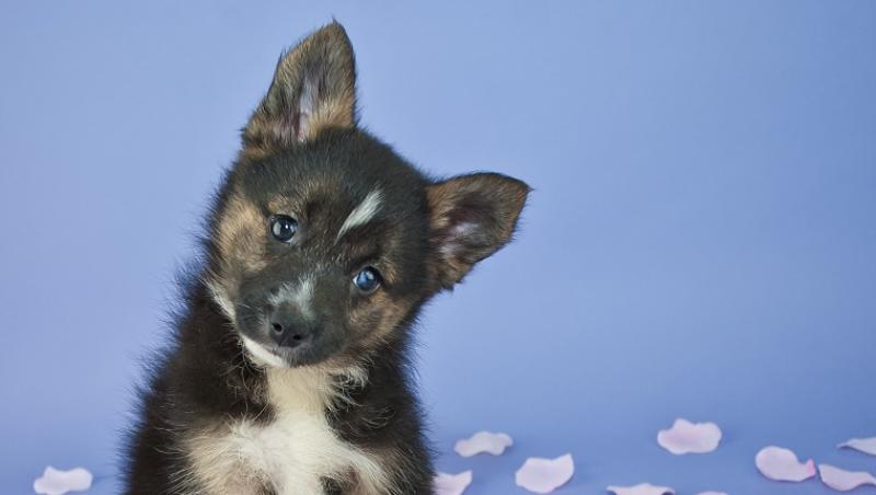 Offaly's favourite dog names have been revealed