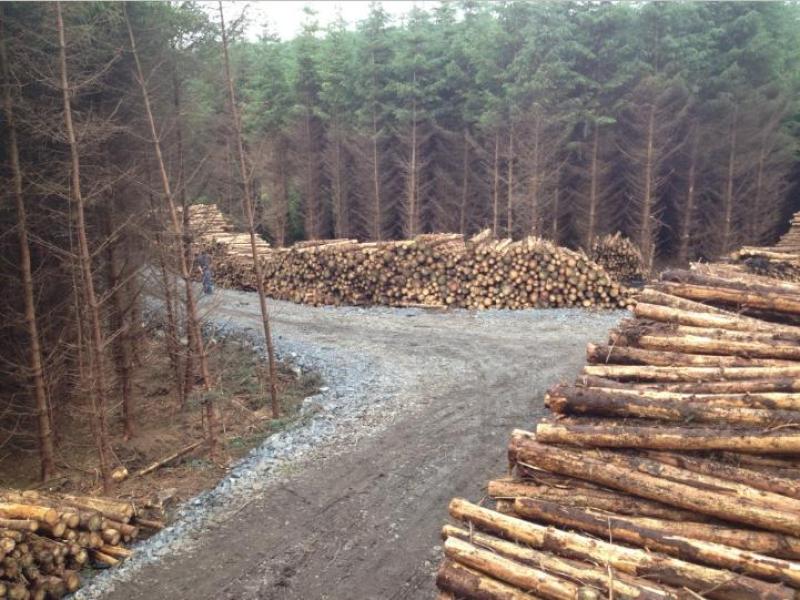 Former Taoiseach Sean Lemass wanted to plant Leitrim land with timber