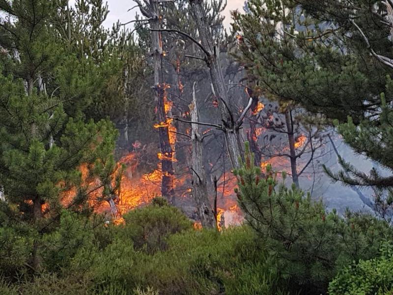 Warnings to be issued with Offaly at 'fire risk' as heatwave conditions make a return 
