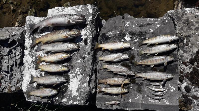 Outrage as nearly 15,000 fish are killed on the Offaly/Tipperary border 