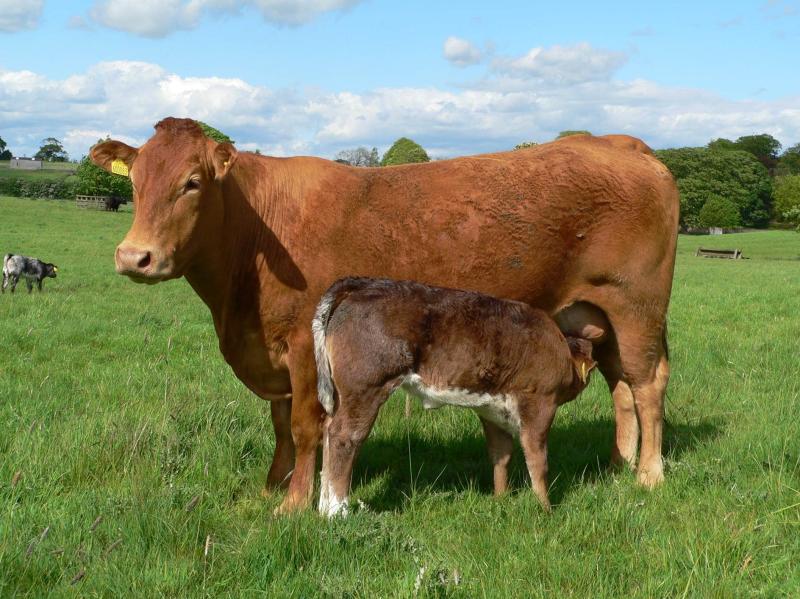 Offaly farmers told to be aware of BEAM scheme deadline