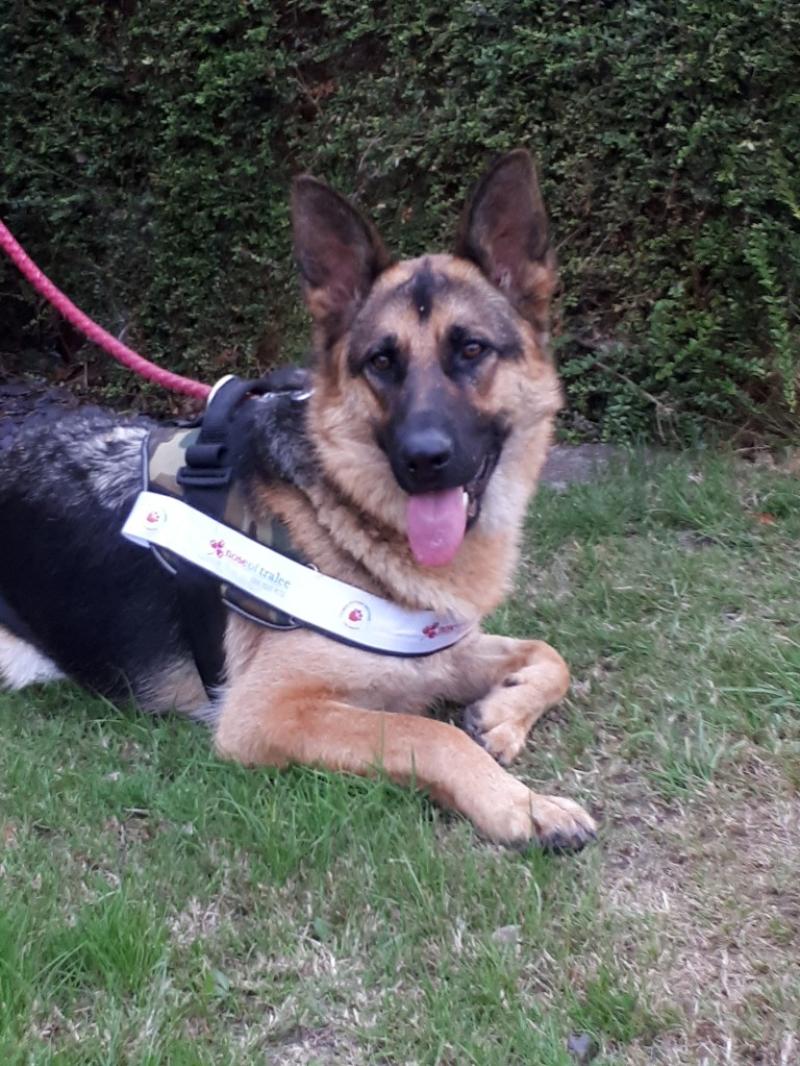 Gorgeous Offaly dog vying for title of 'Nose of Tralee'
