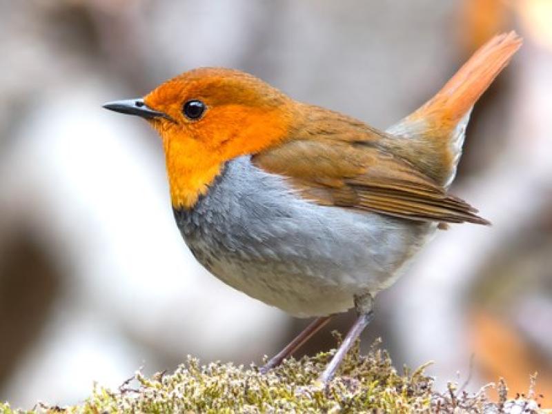 BirdWatch Ireland calls for public participation in critical bird survey 