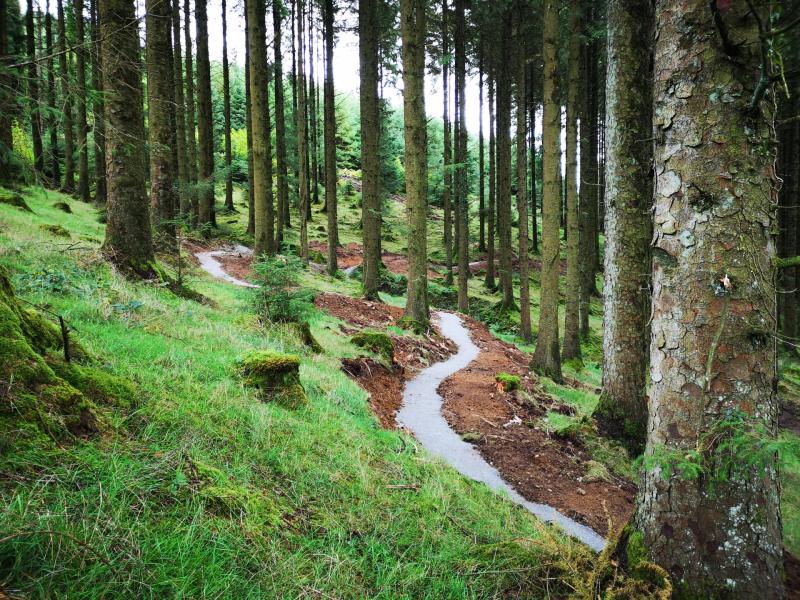 Coillte is encouraging people to enjoy their local forest over the winter months 