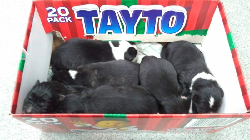 Seven puppies die after being dumped on Offaly bog 
