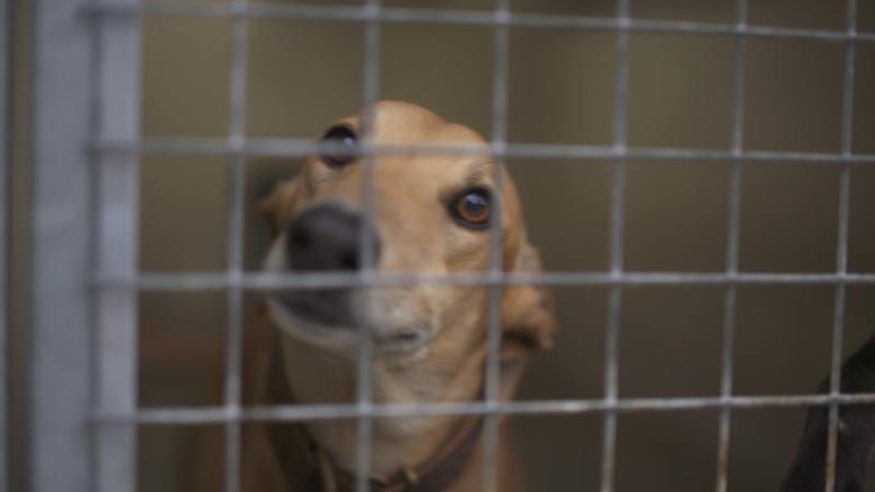 Shocking facts on the Irish Greyhound Industry revealed by RTE Investigates