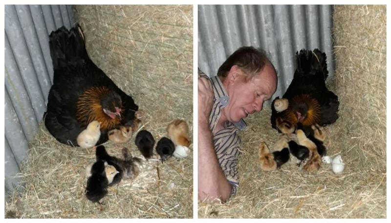 Offaly man has another record-breaking hen on his hands