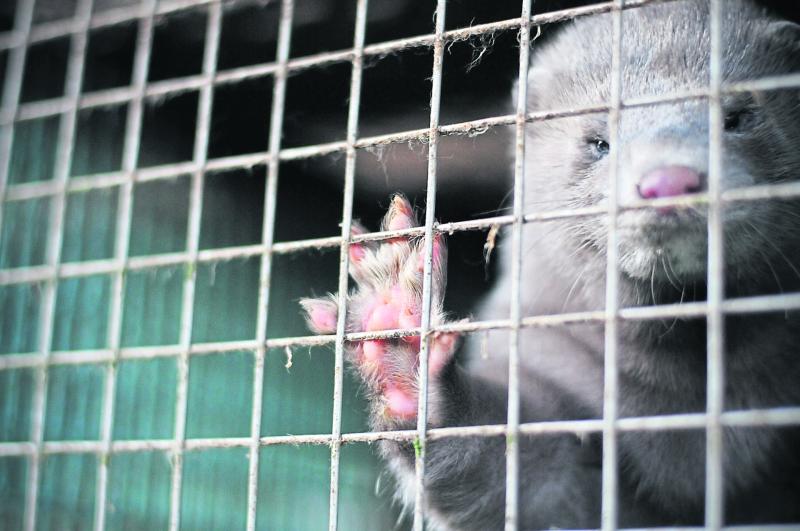 'A vital step' - Offaly minister as historic ban on fur farming is passed