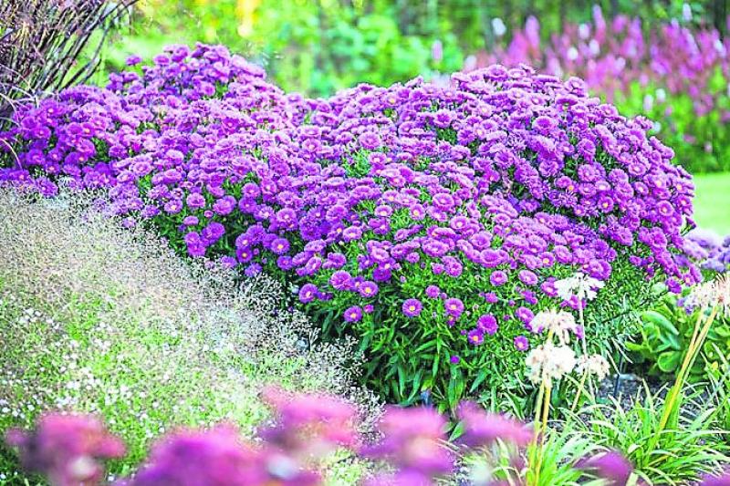 €20,000 investment in new sensory garden for Offaly community 