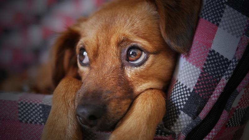 6 top tips to keep your beloved pets safe over Halloween