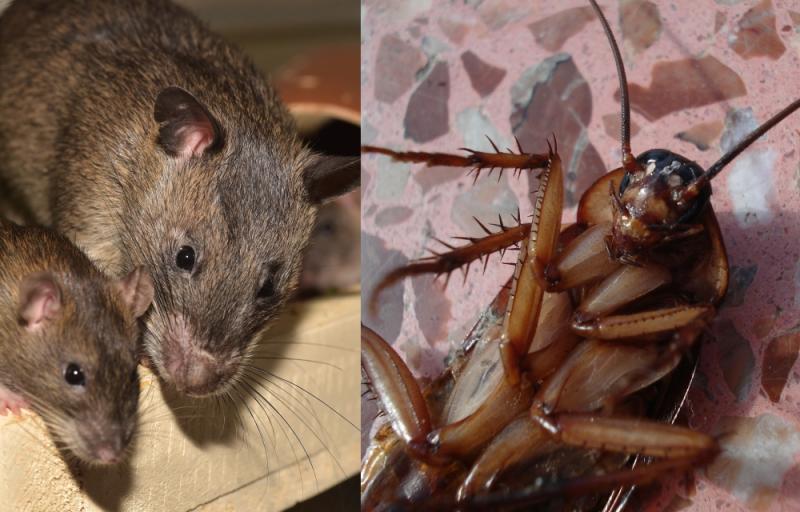 Public warned of top three pests to look out for this Christmas