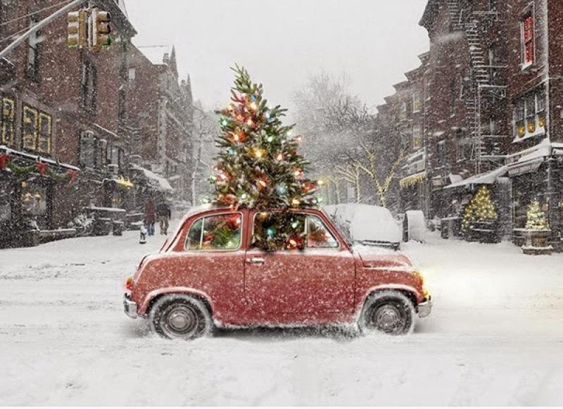 Free Christmas tree disposal in Roscrea