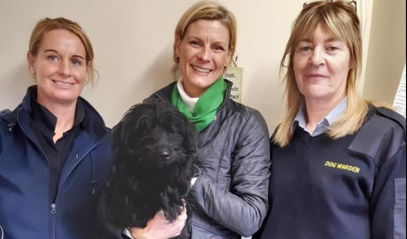 Dumped Offaly pups put animal cruelty on election radar 