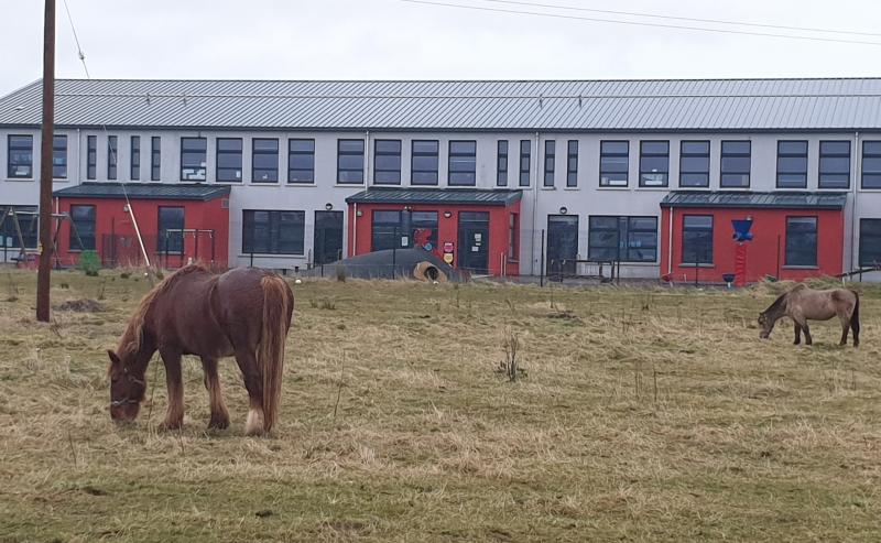 Prime Edenderry town land used for ‘grazing horses’