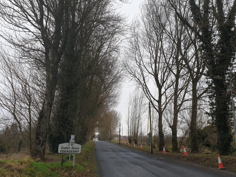Dangeous trees on Offaly roadside facing chop