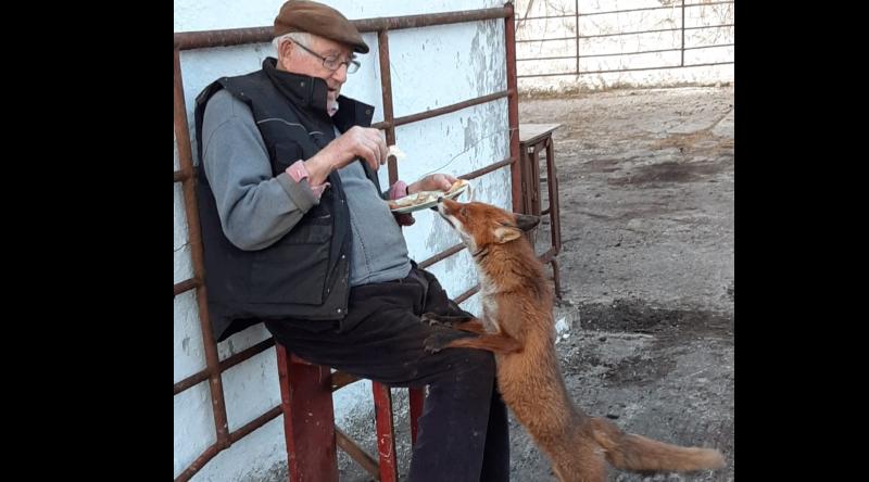 Former Offaly hurler tames and feeds fox during lockdown 