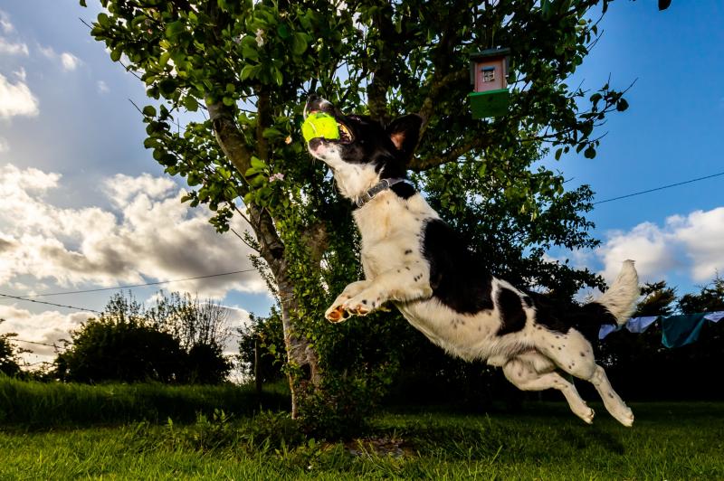 OFFALY DOG'S VIEW OF LOCKDOWN: he won't let his master lead him astray