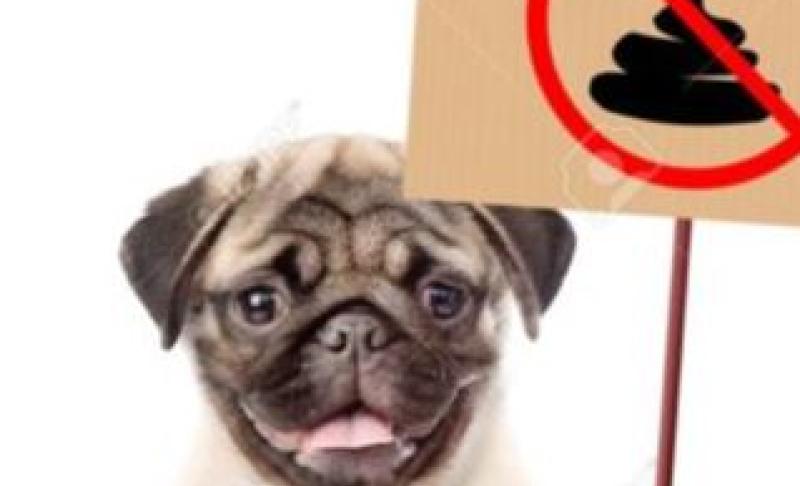 Offaly councillors hit out at dog waste hazards to young children