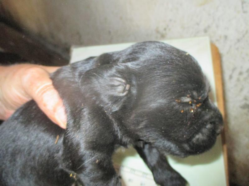 Offaly puppy farmer's premises described as 'Animal Auschwitz'