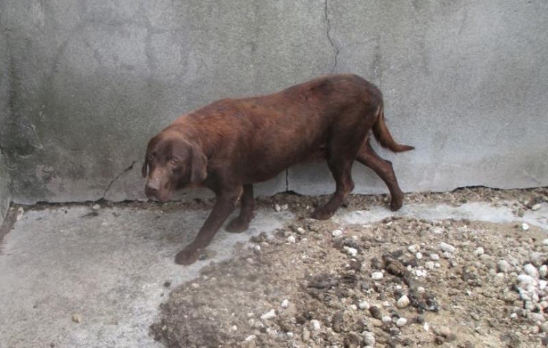Convicted Offaly puppy farmer will avoid jail if he pays €10,000