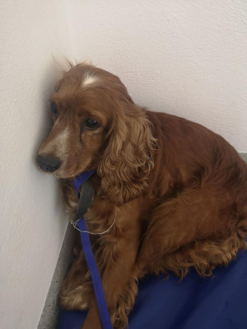 APPEAL: Gardaí seek the public's help to reunite recovered stolen dog with her rightful owner