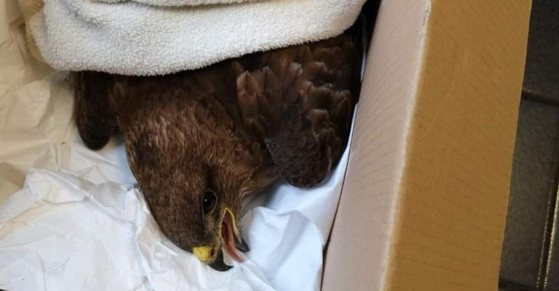 HOT BUZZ: Laois-Offaly gardai rescue bird of prey from motorway 