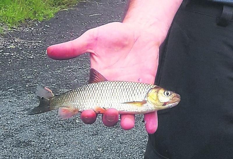 Chub River Inny