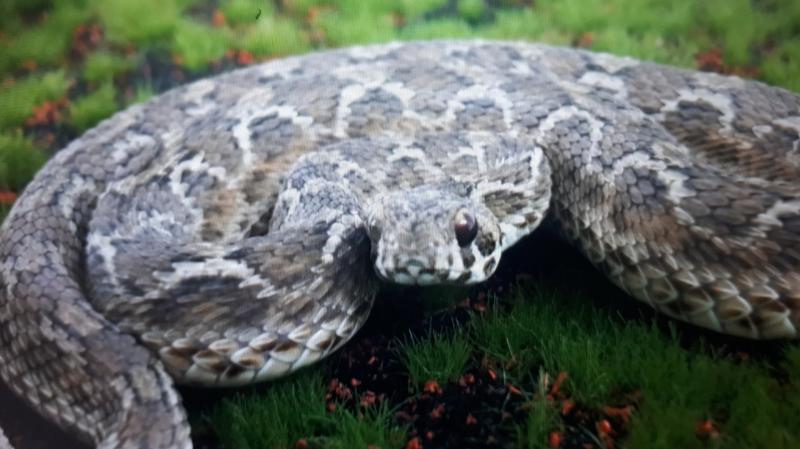 Young boy finds world's deadliest snake in Offaly back garden 