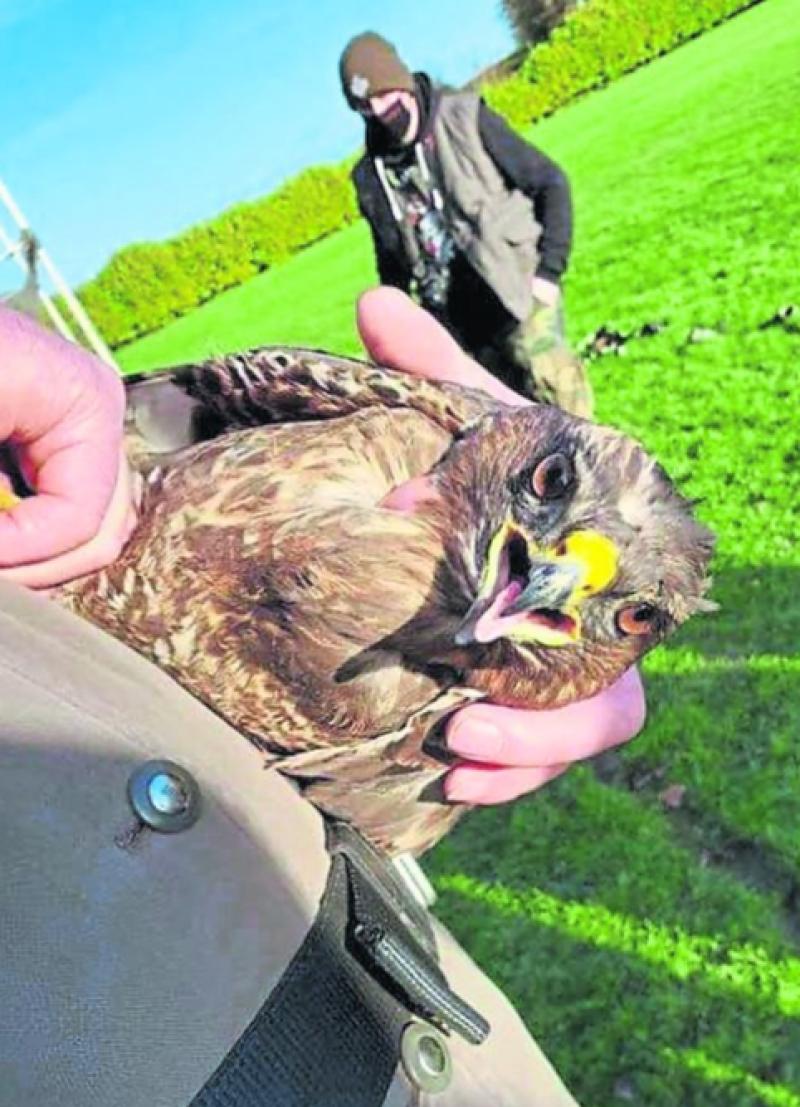 Bird of prey rescued after getting caught in netting at Offaly GAA club