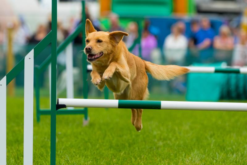 'Scaled down' Tullamore Show may be staged in 2021