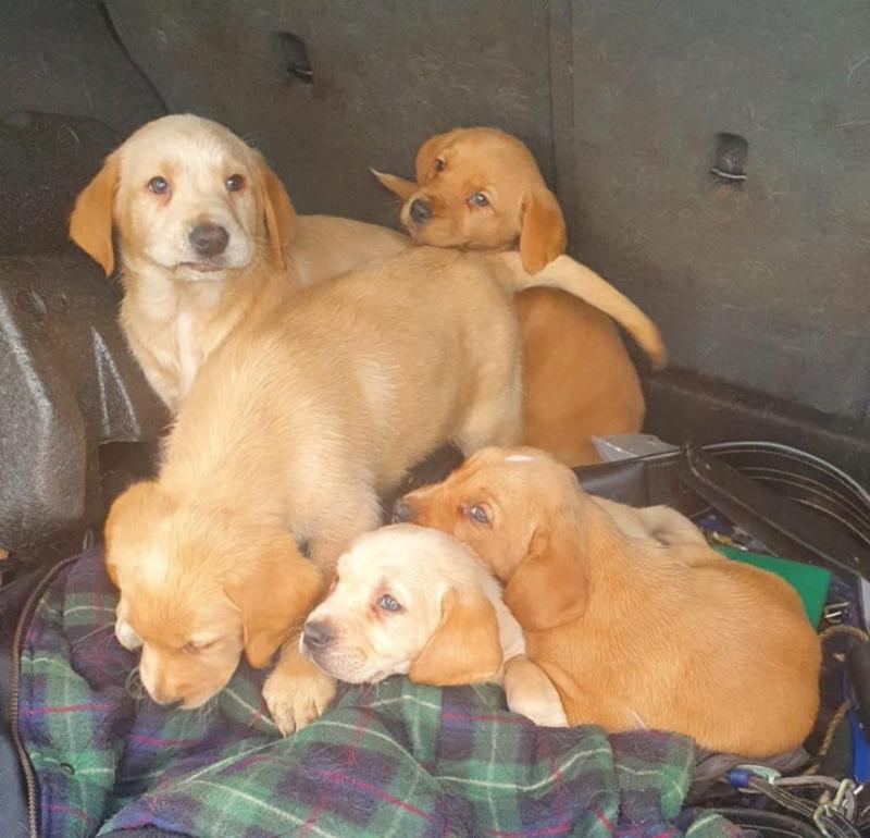 Gardaí seize 17 dogs which may be stolen - anyone missing a dog is asked to get in touch