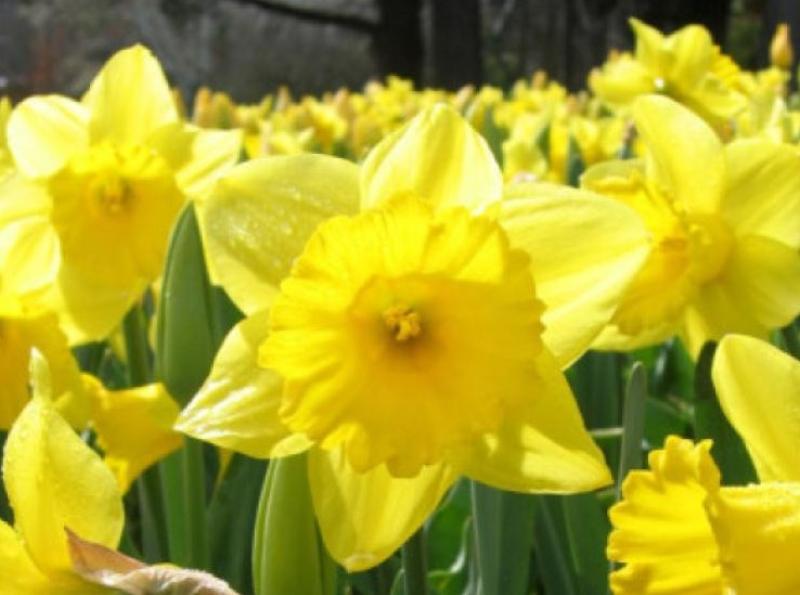 FEATURE: Daffodils are like poetry on a bleak day in Offaly