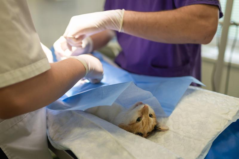 Concerns over parking delay plans for veterinary clinic in Offaly town