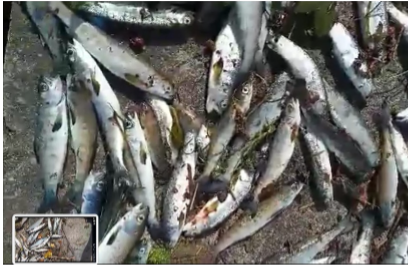 Fish kill at Erry Mill Clara prompts IFI to request voluntary turbine shutdown