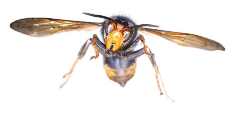 WARNING: Invasive Asian Hornet detected in Ireland for first time but it's not known how it got here