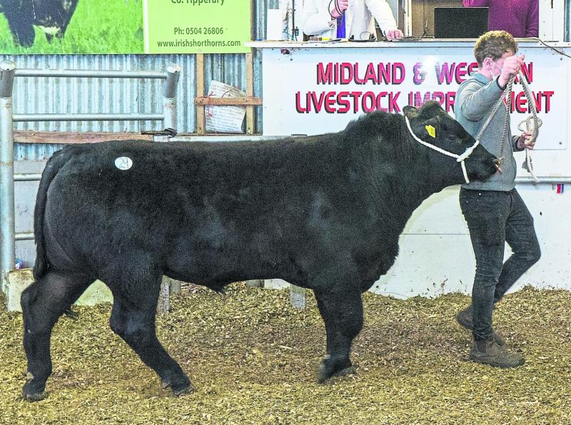Back in the ring - marts re-open for buyers this week