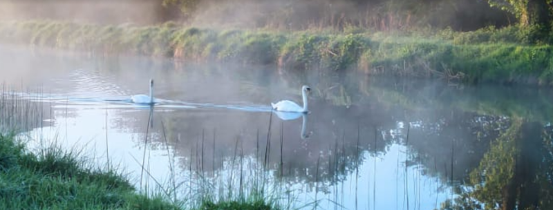 Offaly councillor asks - Is the canal suitable for swimming? 