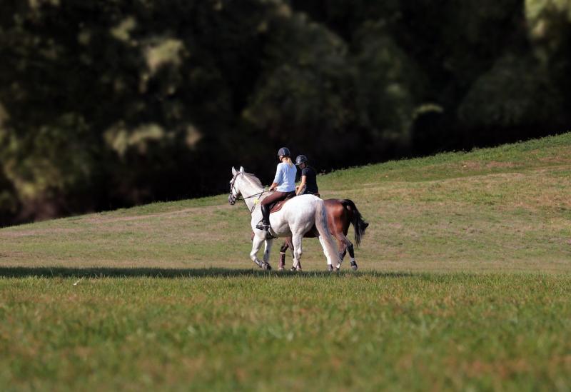 Appeal launched as 4 in 5 horse riders experience issues on Irish roads