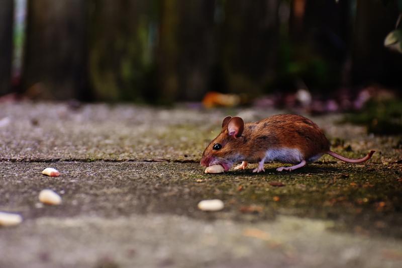 ALERT: Huge increase in rats invading Irish homes and restaurants