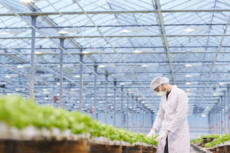 New hydroponic farming project in Offaly to create 17 jobs