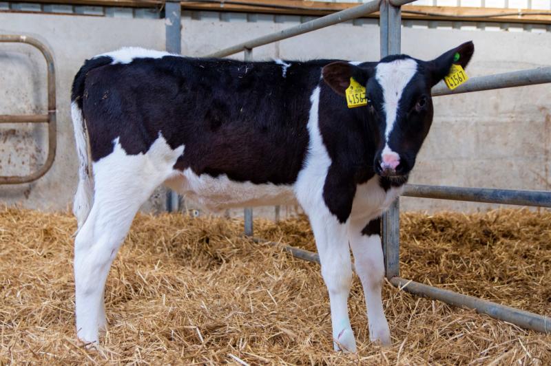 Raffle of Friesian heifer to support Offaly hall