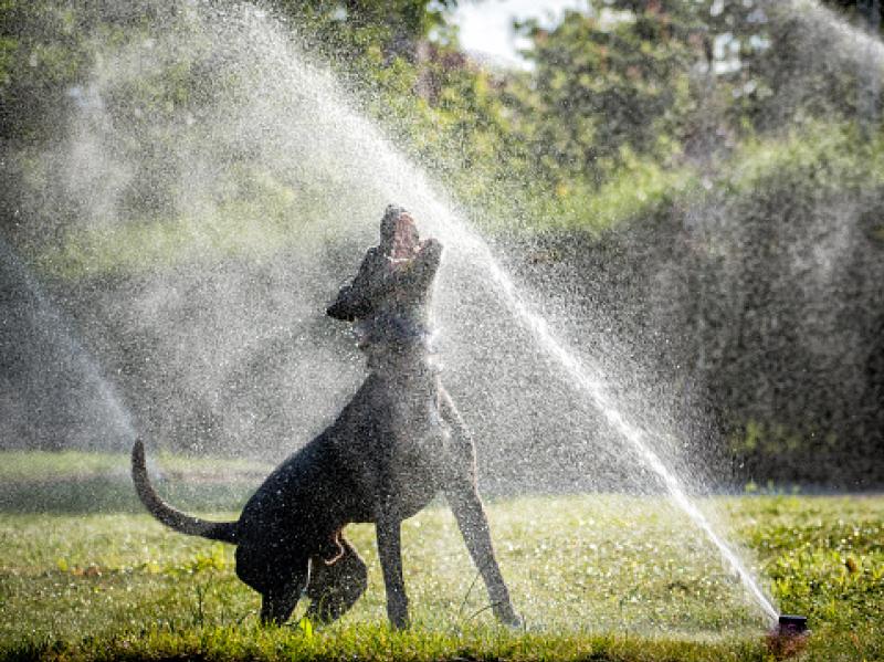 Offaly people are asked not to use too much water as county bakes
