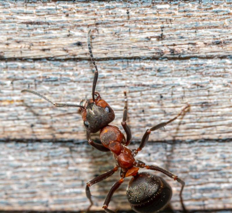 Ants