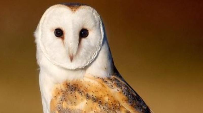 BARN OWLS