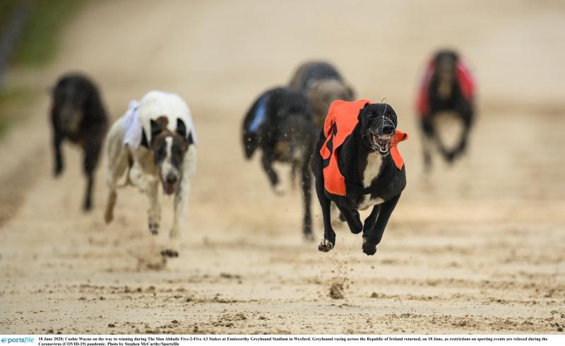 Great week for Offaly greyhounds including seven winners on one night in Mullinager