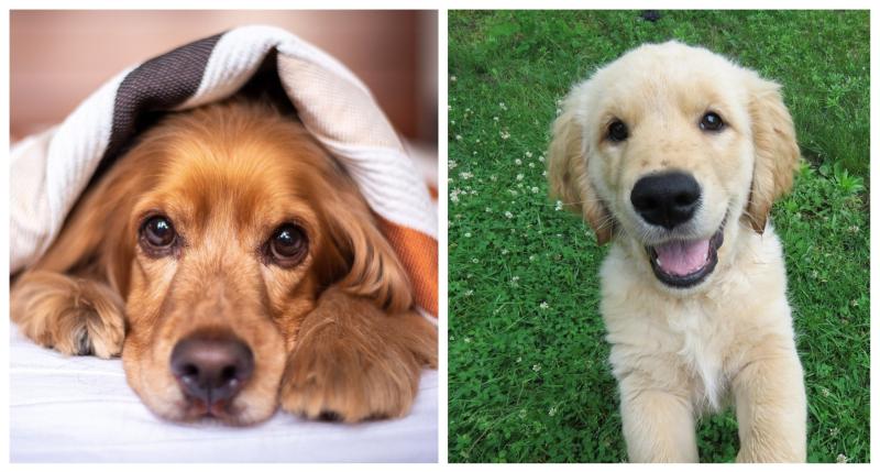 Does your pooch make Instagram's most popular list?